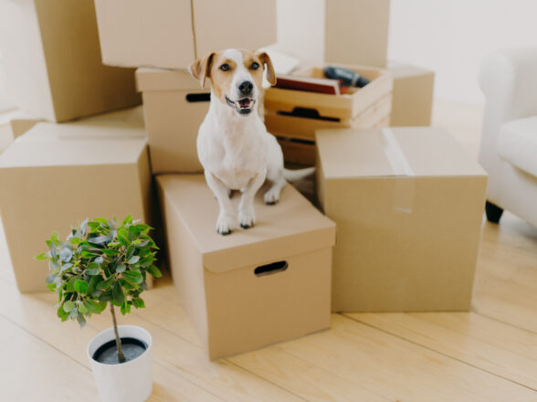 Photo of little brown and white jack russel terrier dog poses on cardboard boxes, potted green palnt near, removes in new house together with hosts. Animals, mortgage and real estate concept
